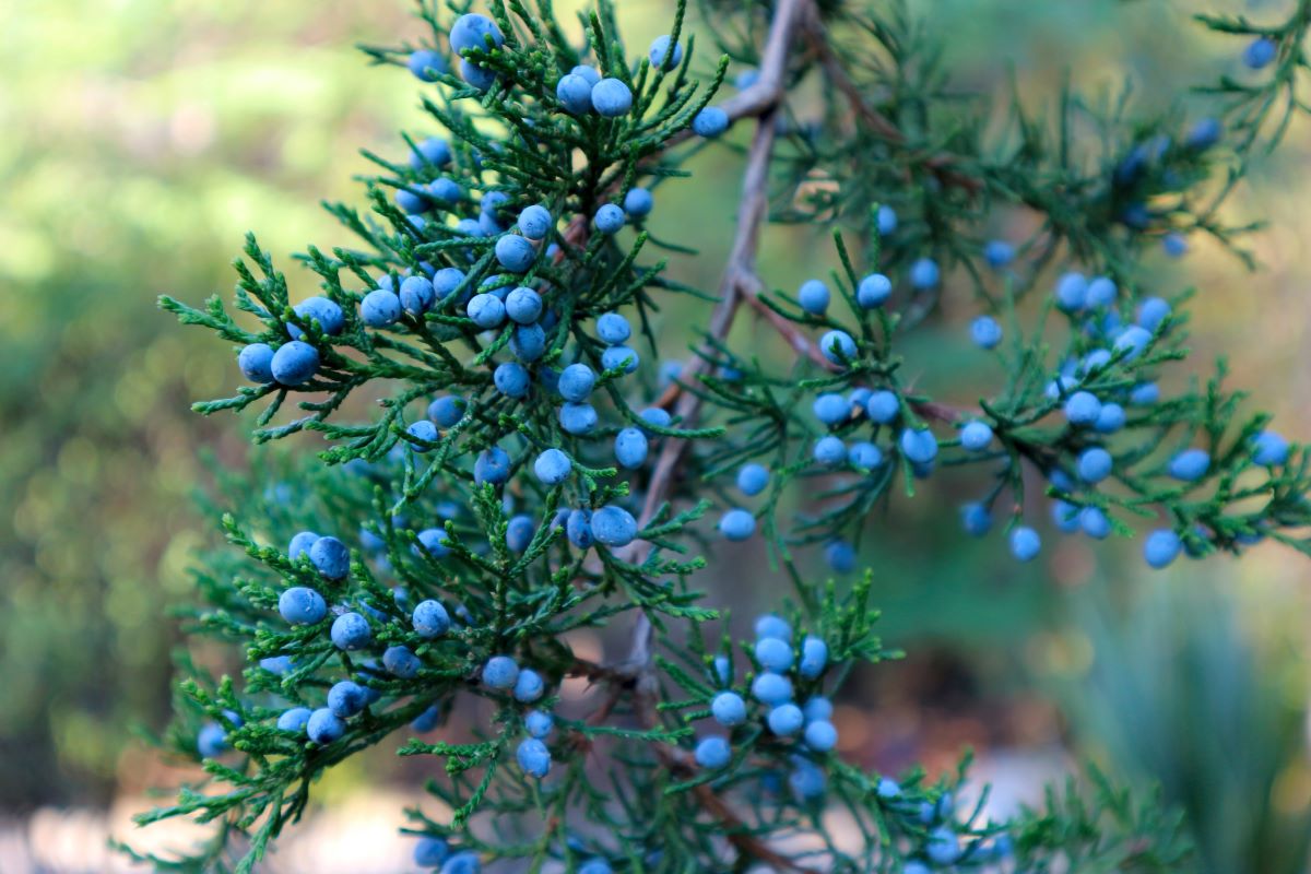 Juniperus virginiana